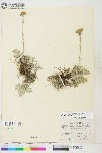 Antennaria rosea subsp. pulvinata image