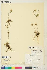 Antennaria monocephala subsp. monocephala image