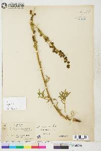 Artemisia arctica image