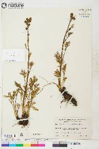 Artemisia arctica image