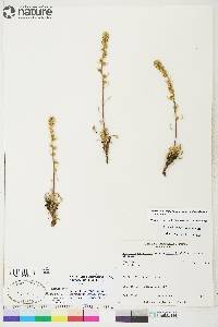 Artemisia campestris image