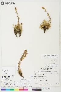 Artemisia campestris image