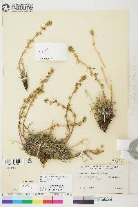 Artemisia borealis subsp. richardsoniana image