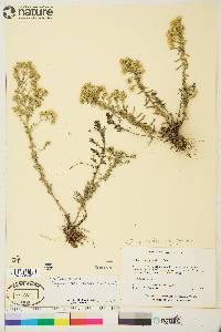 Symphyotrichum falcatum image