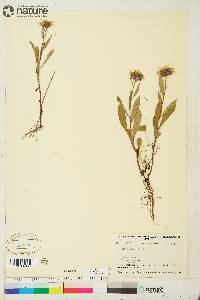 Aster sibiricus image