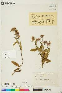 Aster sibiricus image