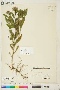 Aster sibiricus image