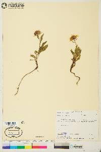 Aster sibiricus image