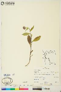 Aster sibiricus image