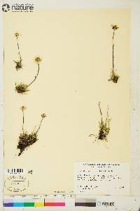 Hulteniella integrifolia image