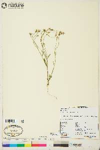 Crepis elegans image