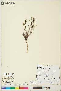 Crepis elegans image