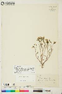 Crepis elegans image