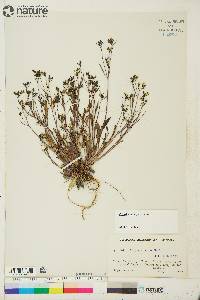 Crepis elegans image