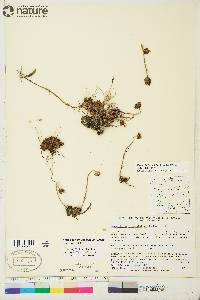 Hulteniella integrifolia image