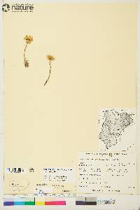 Hulteniella integrifolia image