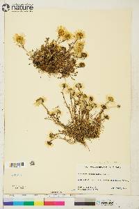 Tripleurospermum maritimum image