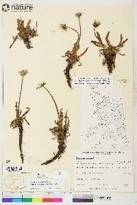 Taraxacum ceratophorum image