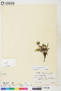 Taraxacum hyparcticum image