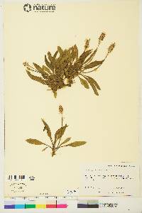 Plantago eriopoda image