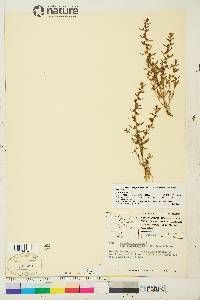 Veronica peregrina subsp. xalapensis image