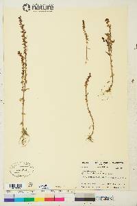 Veronica peregrina subsp. xalapensis image