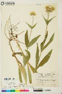 Arnica chamissonis image