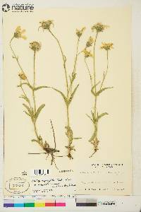 Arnica angustifolia image