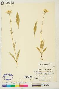 Arnica lonchophylla image