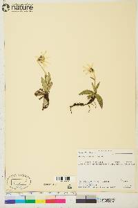 Arnica lessingii image