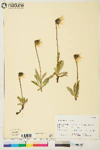 Arnica lessingii image