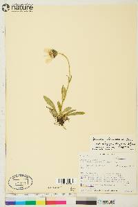 Arnica griscomii subsp. frigida image