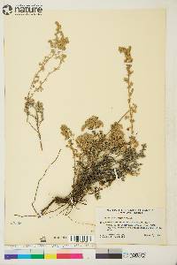Artemisia frigida image