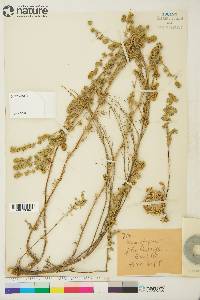 Artemisia frigida image