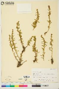 Artemisia dracunculus image