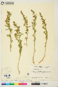 Artemisia dracunculus image