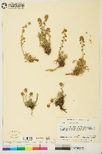 Artemisia furcata image