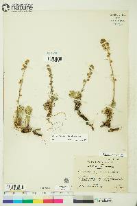Artemisia borealis subsp. borealis image