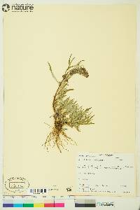 Artemisia tilesii image