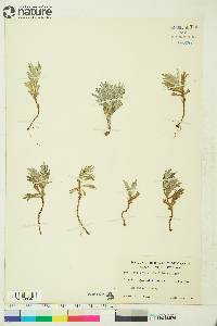 Artemisia tilesii image