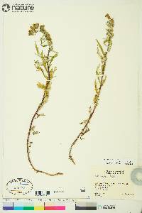 Artemisia tilesii image