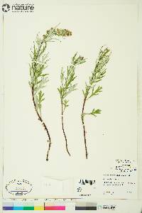 Artemisia tilesii image