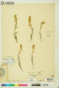 Artemisia tilesii image