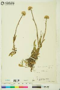 Aster alpinus subsp. vierhapperi image