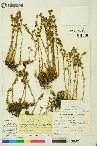 Artemisia rupestris image