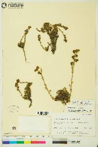 Artemisia rupestris image