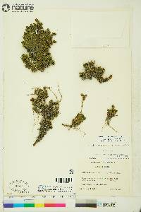 Artemisia rupestris image