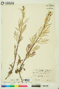 Artemisia tilesii var. elatior image