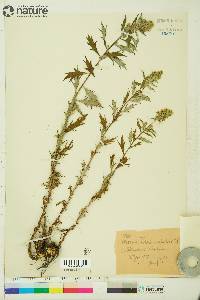 Artemisia tilesii var. elatior image