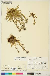 Erigeron uniflorus var. eriocephalus image